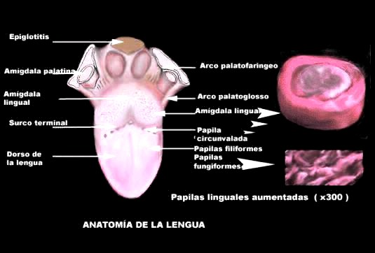 anatomia de la lengua